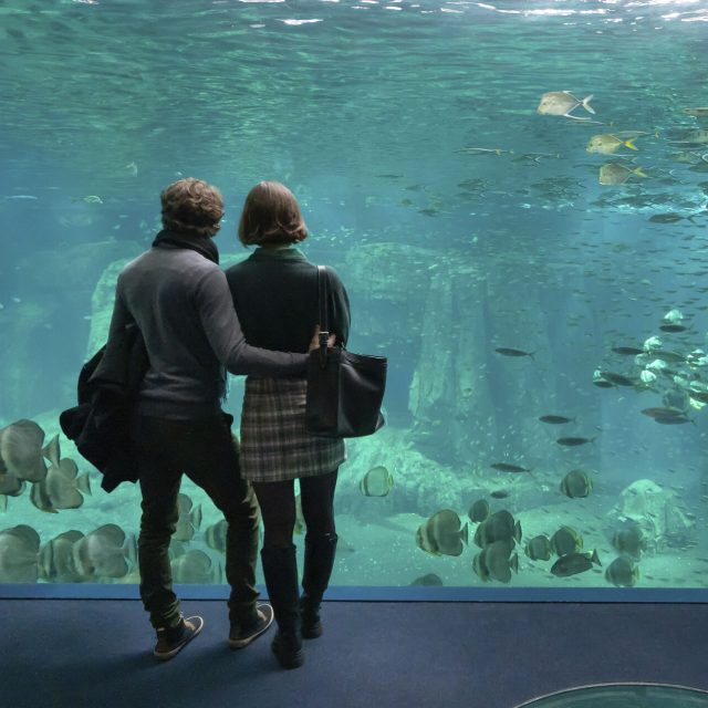 Noordfrankrijk Boulogne Sur Mer Nausicaa Couple Devant Un Aquarium Hauts De France Tourisme 