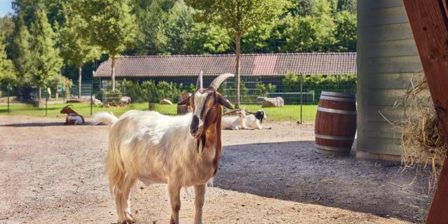 Aisne_Chamouille_Center Parcs_Le Lac d'Ailette_Ferme © Sander Baks