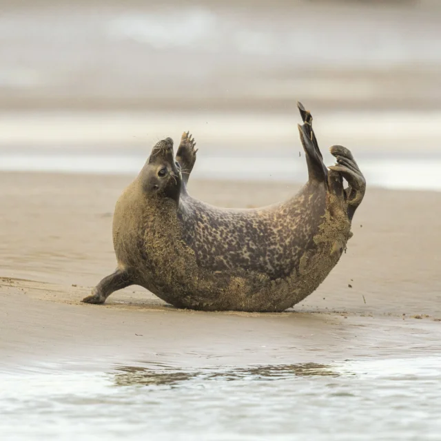 France, Pas-de-Calais (62), Côte d'Opale, Berck-sur-mer, phoque gris (Halichoerus grypus) , les phoques sont aujourd'hui l'une des principales attractions touristiques de la baie de Somme et de la côte d'Opale // France, Pas-de-Calais (62), Opal Coast, Berck-sur-Mer, grey seal (Halichoerus grypus), seals are today one of the main tourist attractions of the Bay of Somme and the Opal Coast