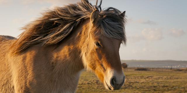 Baie de Somme _ Hâble d'Ault entre Ault et Cayeux-sur-mer _ Les chevaux Henson, race créée en Baie de Somme, sont utilisés pour entretenir les zones humide du fait de leur rusticité © CRTC Hauts-de-France - Stéphane BOUILLAND