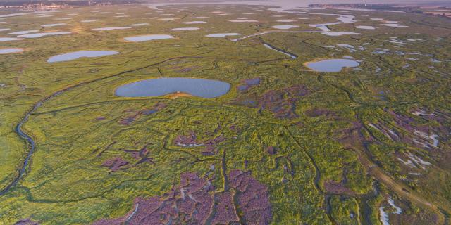 Baie de Somme_Survol du fond de la Baie de Somme avec vue des lilas de mer © CRTC Hauts-de-France - Stéphane BOUILLAND