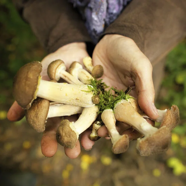 Sortie foret de de Buicourt (60) association corrélation connaissance sur les champignons