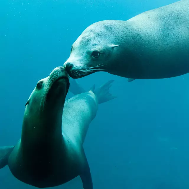 Nausiscaa, Otaries sous l'eau credits A Rosenfeld