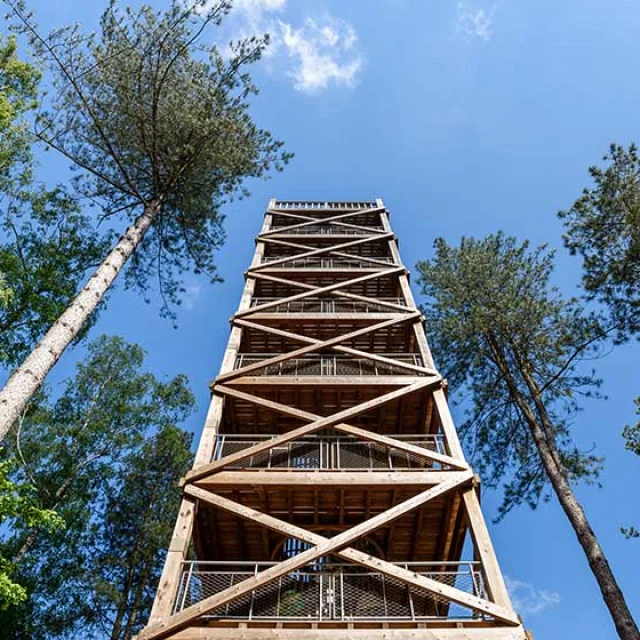 Villers-Cotterêts : des trésors de la Cité, aux cimes de la forêt ...