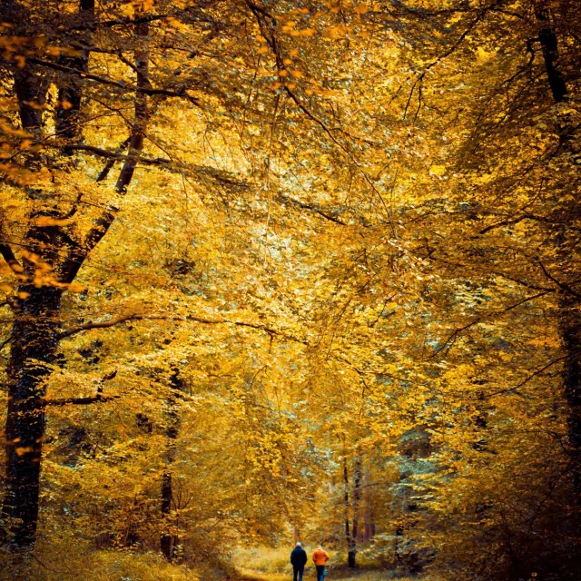 Hesdin - la forêt en automne ®Ronald Piclin