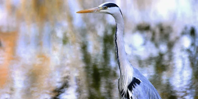 © Sebastien JARRY/MAXPPP; 29/12/2010. Villeneuve d'ascq. Heron au lac du Heron a Villeneuve d'ascq.